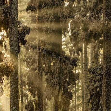 A photo shows thousands of monarch butterflies settled on tree trunks. 
