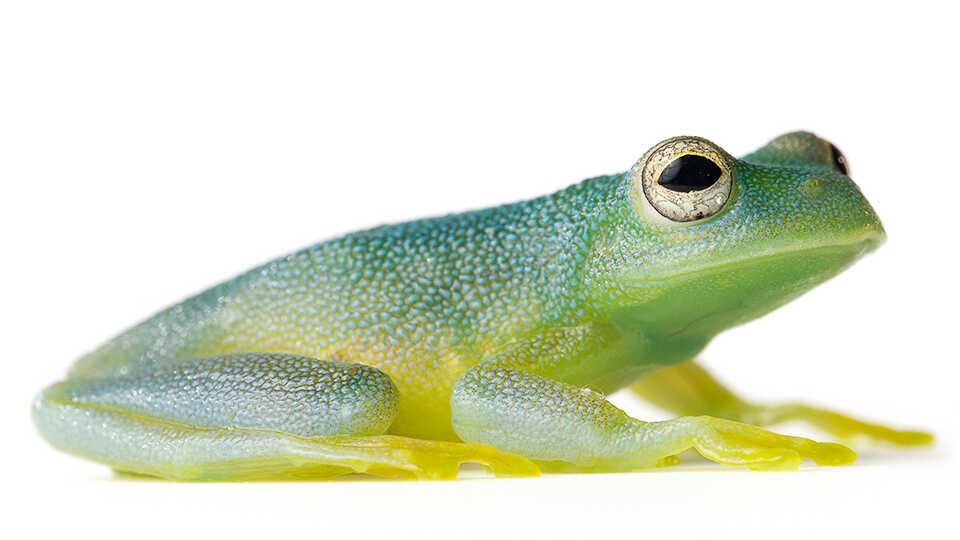 Grainy Cochran Frog