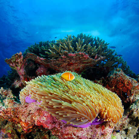 An orange fish peeks out from the tentacles of a sea anemone