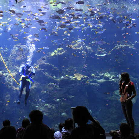 volunteer diver in Philippine Coral Reef tank