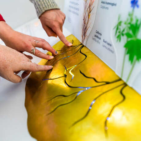 Close-up of hands interacting with exhibit element depicting root systems