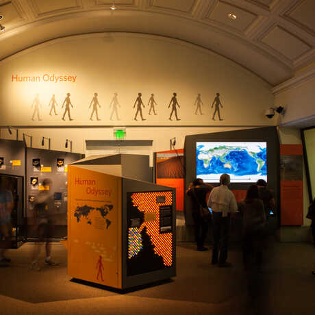A view of the Human Odyssey exhibit, with visitors studying an interactive migration map.