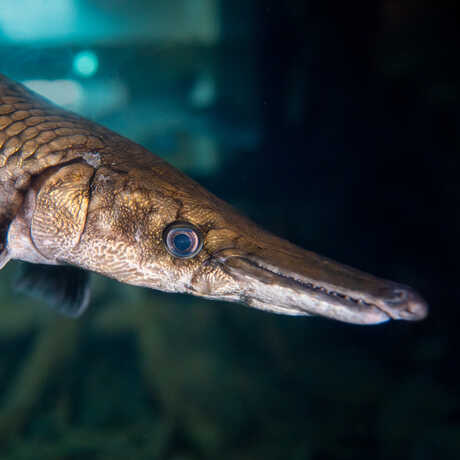 Closeup of alligator gar head with characteristic long snout and thick scales on exhibit at Cal Academy