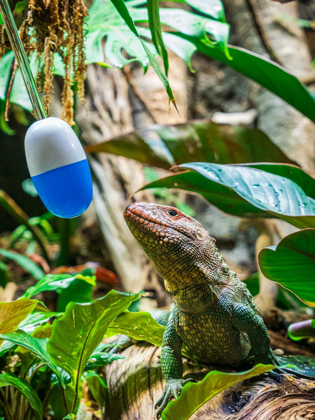 Caiman lizard obeying a command from a Steinhart Aquarium biologist holding a target stick. Photo by Gayle Laird
