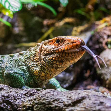 Red-headed and green-bodied northern caiman lizard with its tongue out. On exhibit in Steinhart Aquarium. Photo by Gayle Laird