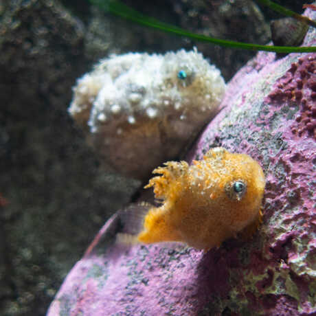 Orange and gray Pacific spiny lumpsuckers rest on rock on exhibit at California Academy of Sciences
