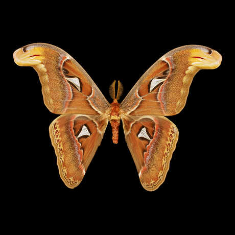 Atlas Moth