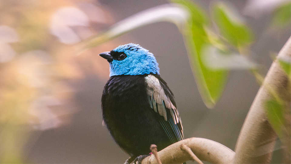 Blue-necked tanager, Tangara cyanicollis