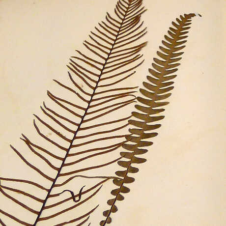 A pressed fern specimen from Cal Academy's botany collection