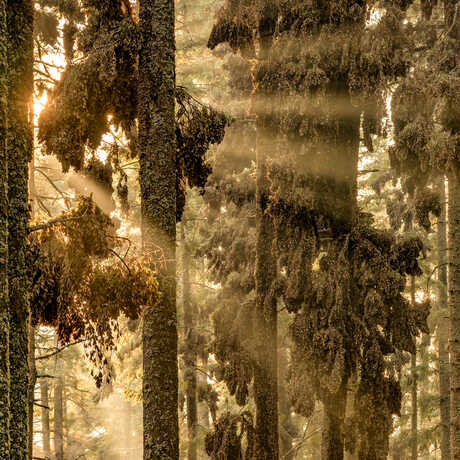 BigPicture grand prize winner is The Forest of the Monarchs by Jaime Rojo, showing monarch butterflies completely covering trees in a sun-dappled forest in Mexico.