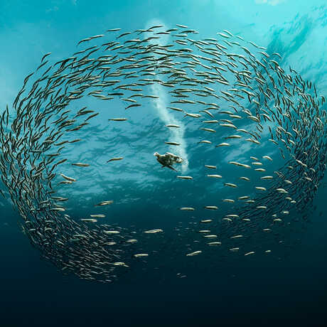 BigPicture Peoples Choice winner Hunting Cape Gannet by Wayne Lai shows a diving gannet encircled by a school of sardines