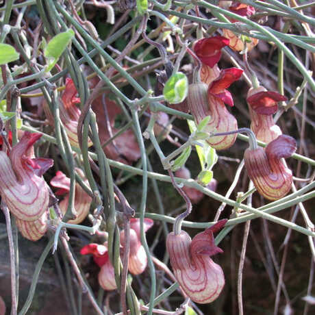 California pipevine plant