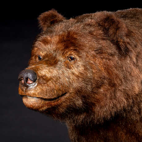 Monarch the grizzly bear in California: State of Nature exhibit at Cal Academy