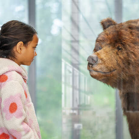 Young girl comes face to face with Monarch grizzly bear specimen on exhibit in California: State of Nature at Cal Academy