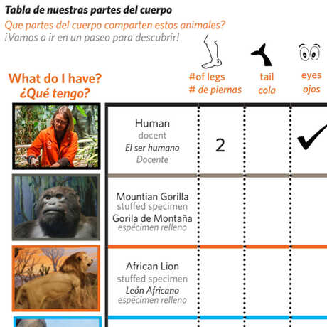 Our Chart of Body Parts student worksheet in English and Spanish
