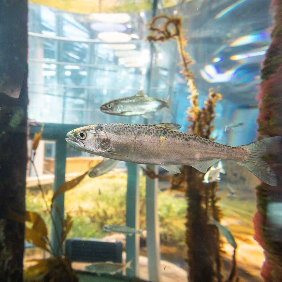 chinook salmon