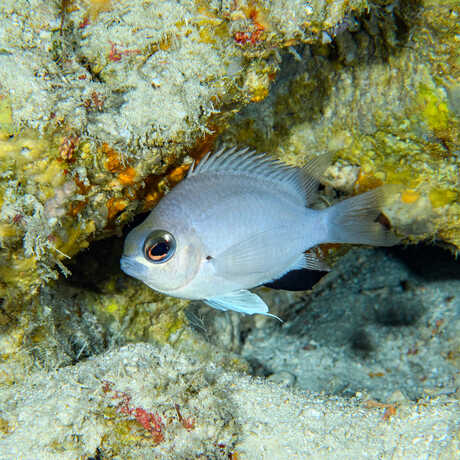 Chromis damselfish from the Maldives.