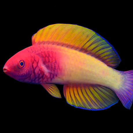 Rose-Veiled Fairy Wrasse, the first Maldivian fish to be described by a local researcher. Photo © Yi-Kai Tea