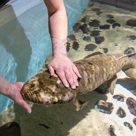 Steinhart Aquarium biologist gently touches Methuselah our Australian lungfish