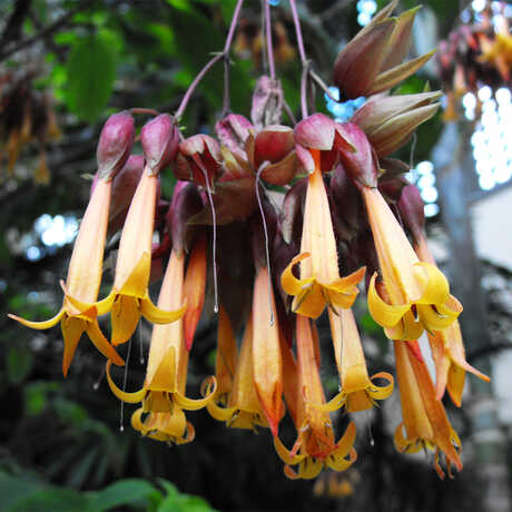Deppea splendens