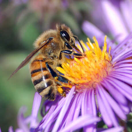 bee on flower