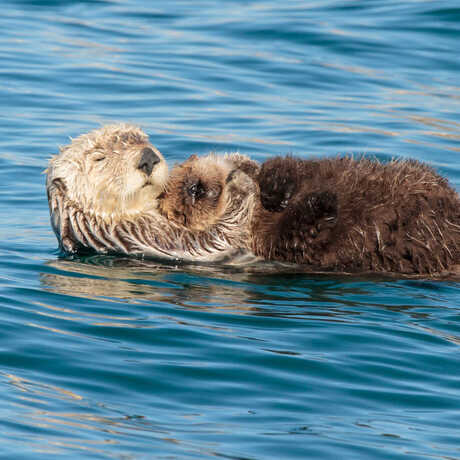 SeaOtter_ChuqVonRospach