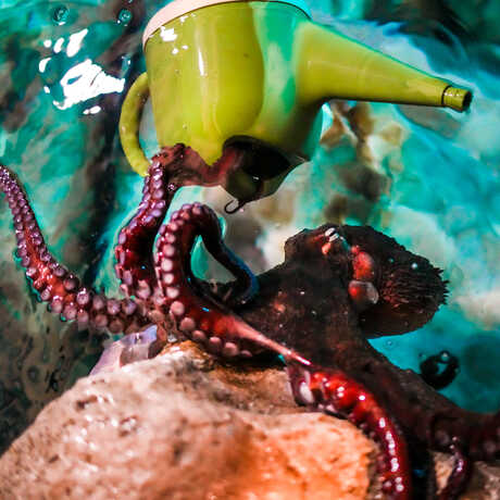 Giant Pacific octopus engages in enrichment by playing with a toy watering can in Steinhart Aquarium