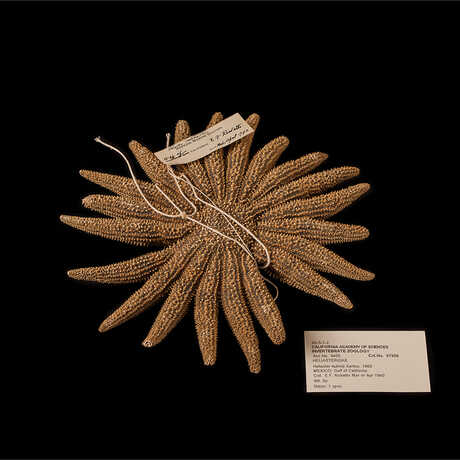 Gulf Sun Star
