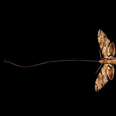 Darwin's Hawkmoth