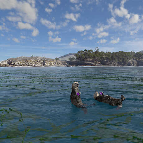 Sea otters in the ocean