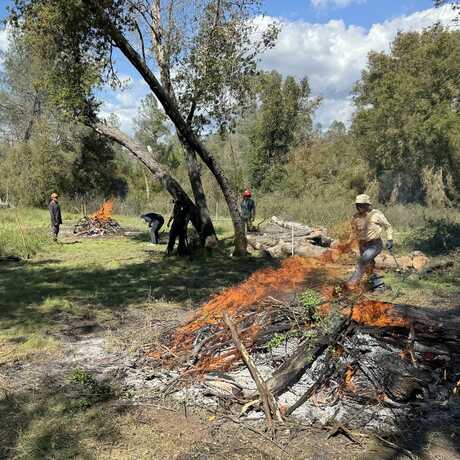 A group of people hovers around several burning piles of leaves and twigs, in a shaded forest clearing with blue skies in the background. 
