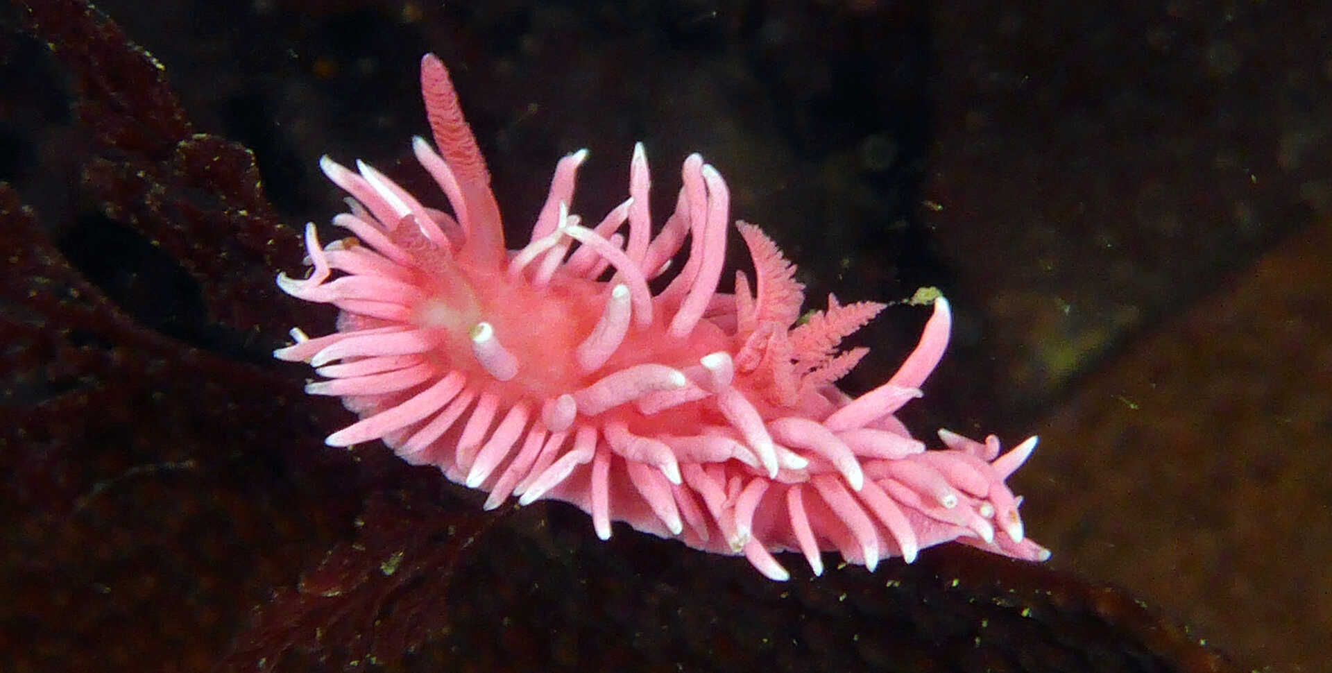 A pink and white Hopkins rose nudibranch on kelp in a California tidepool. Photo by Rebecca Johnson