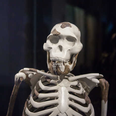 A reproduction of the famous "Lucy" skeleton.