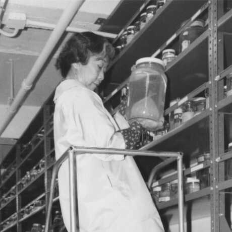 Black and white photo of Pearl Sonoda in the collections