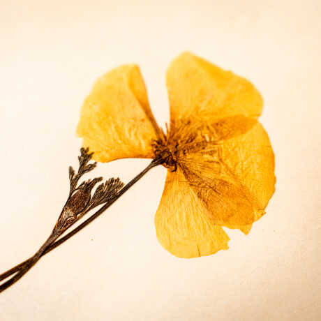 A pressed specimen of a yellow California poppy from Cal Academy's botany collection