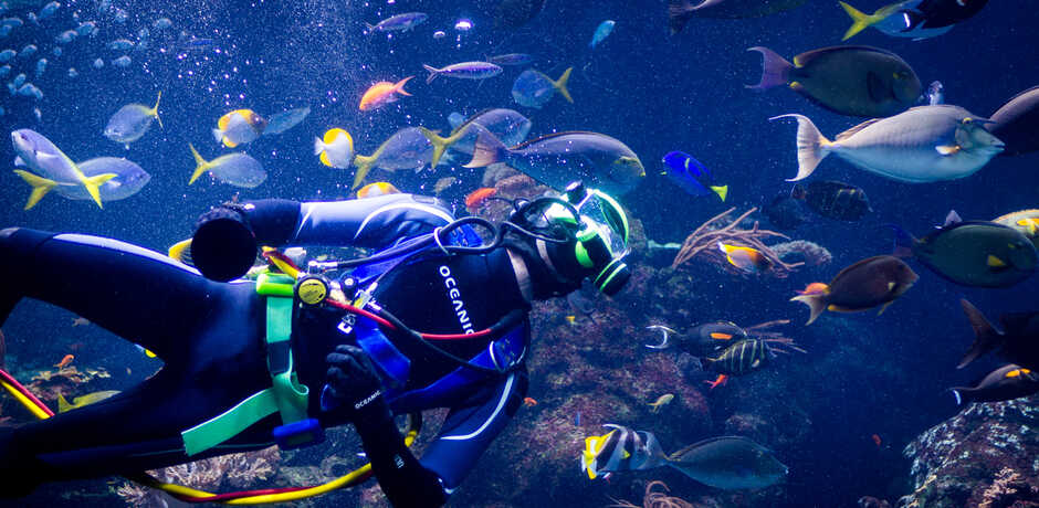 Volunteer scuba diver swims in the Philippine Coral Reef exhibit among colorful fish