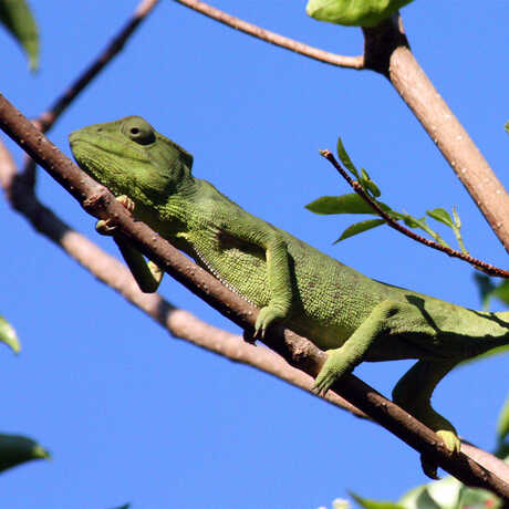 Oustalet's Chameleon, Furcifer oustaleti By Charlesjsharp (Own work) [CC-BY-SA-3.0 (http://creativecommons.org/licenses/by-sa/3.