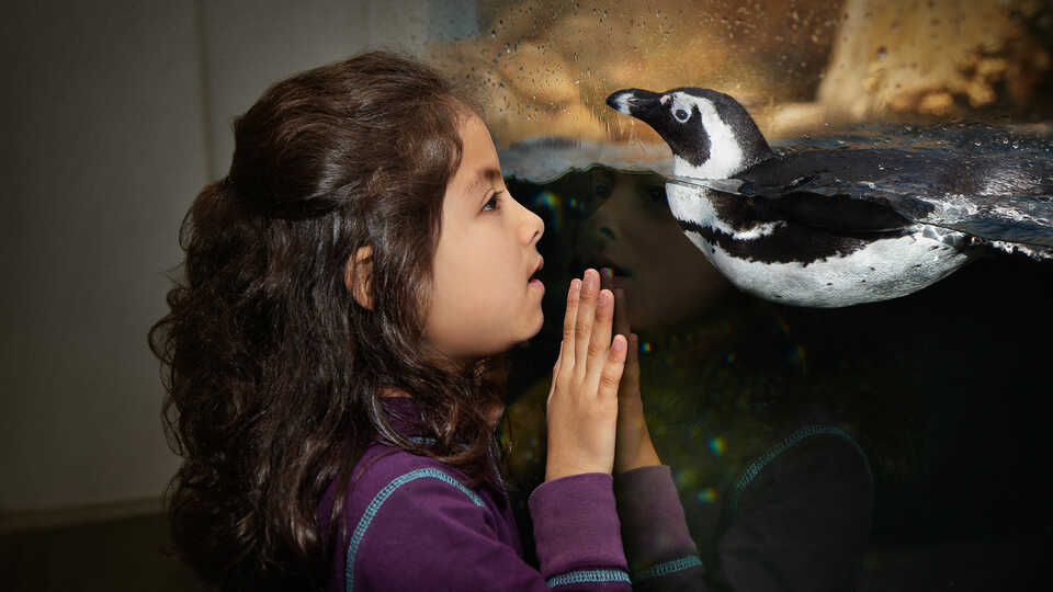 A young girl interacts through the glass with an African penguin in Tusher African Hall.