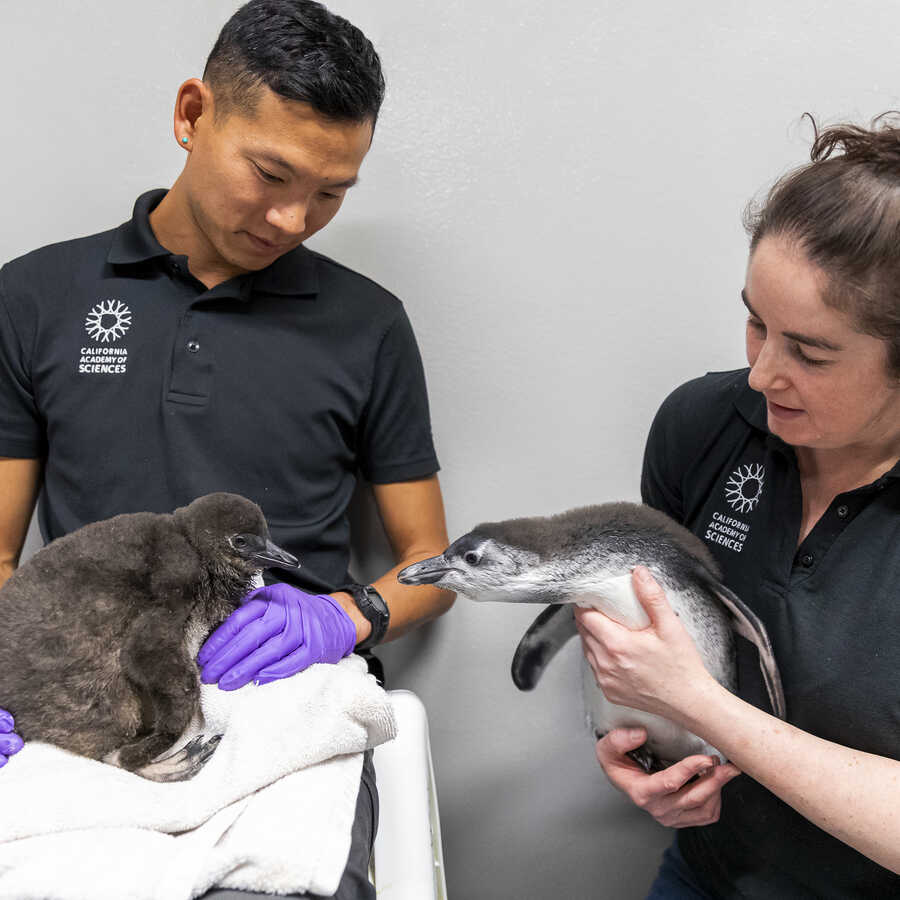 Steinhart Biologists Tim Wong and Holly Rosenblum with Pogo and Ozzie our African penguin chicks.