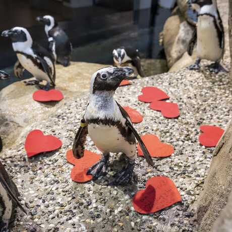 A group of black and white African penguins sits on a rock, surrounded by heart shaped felt valentines.