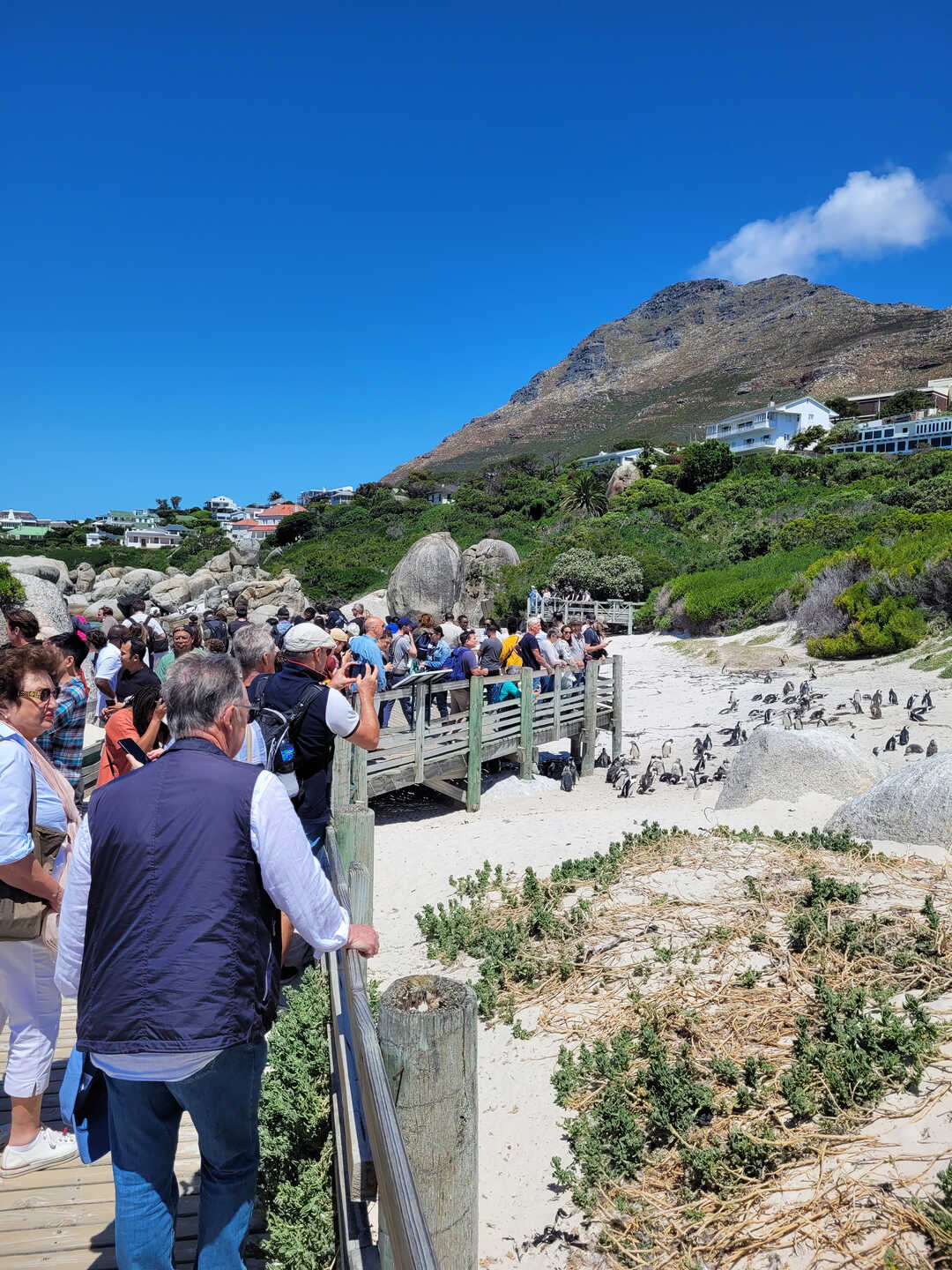 Large group of tourists observes wild African penguins in Cape Town, South Africa