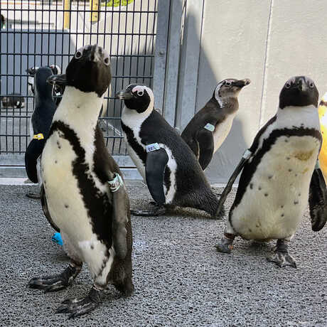 A group of curious African penguins in their outdoor enclosure at SANCCOB in Cape Town, South Africa