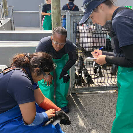 Academy Biologist Kelsey Paulling takes notes during a penguin health exam at SANCCOB in South Africa