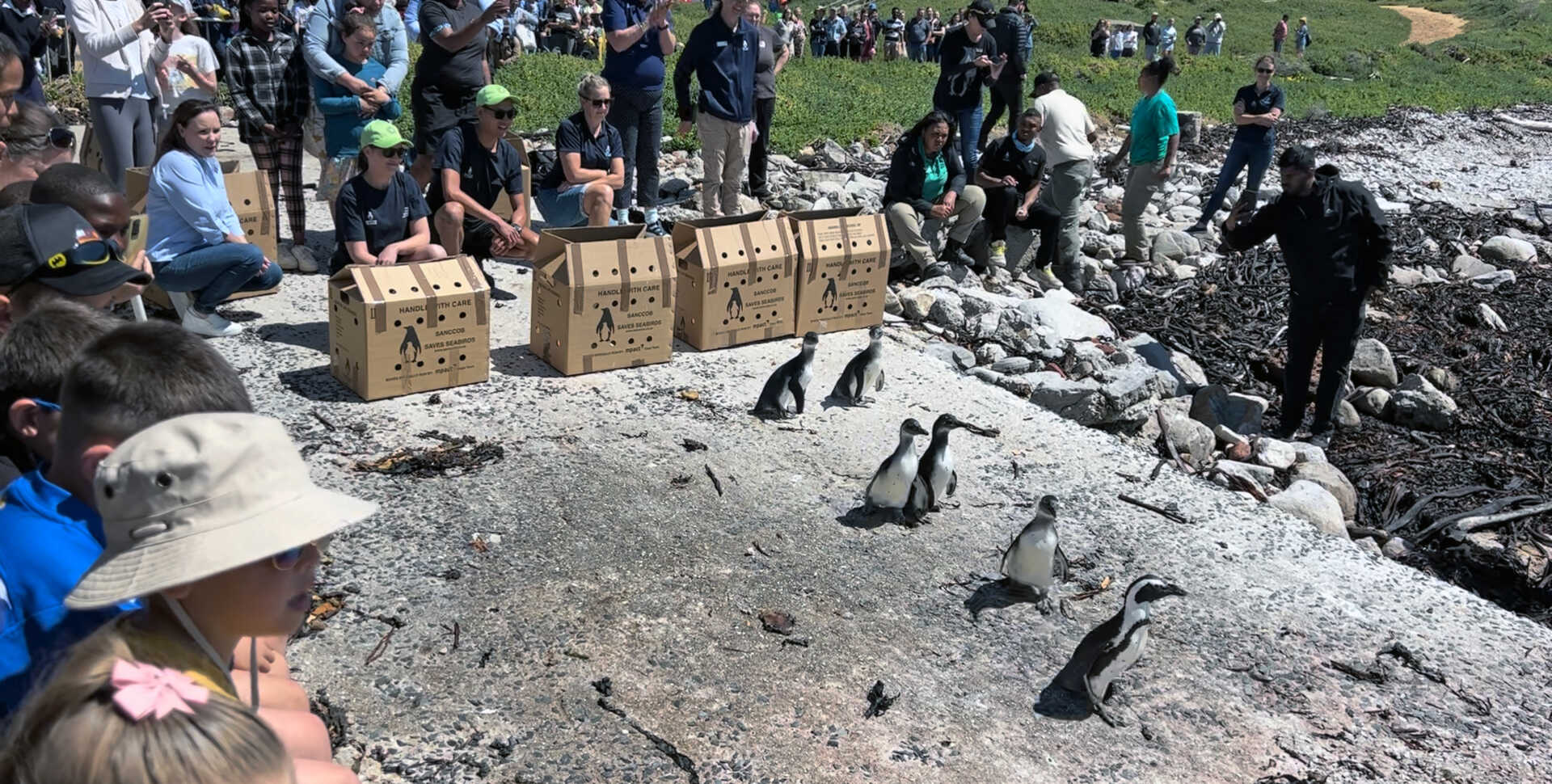 African penguins being released into the wild at Stony Point, Cape Town, South Africa, after rehabilitation at SANCCOB
