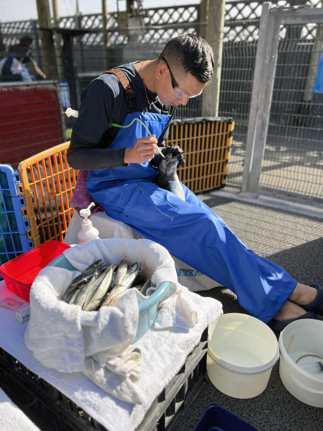 Academy Biologist Tim Wong hydrates a rescued penguin before feeding time at SANCCOB in South Africa