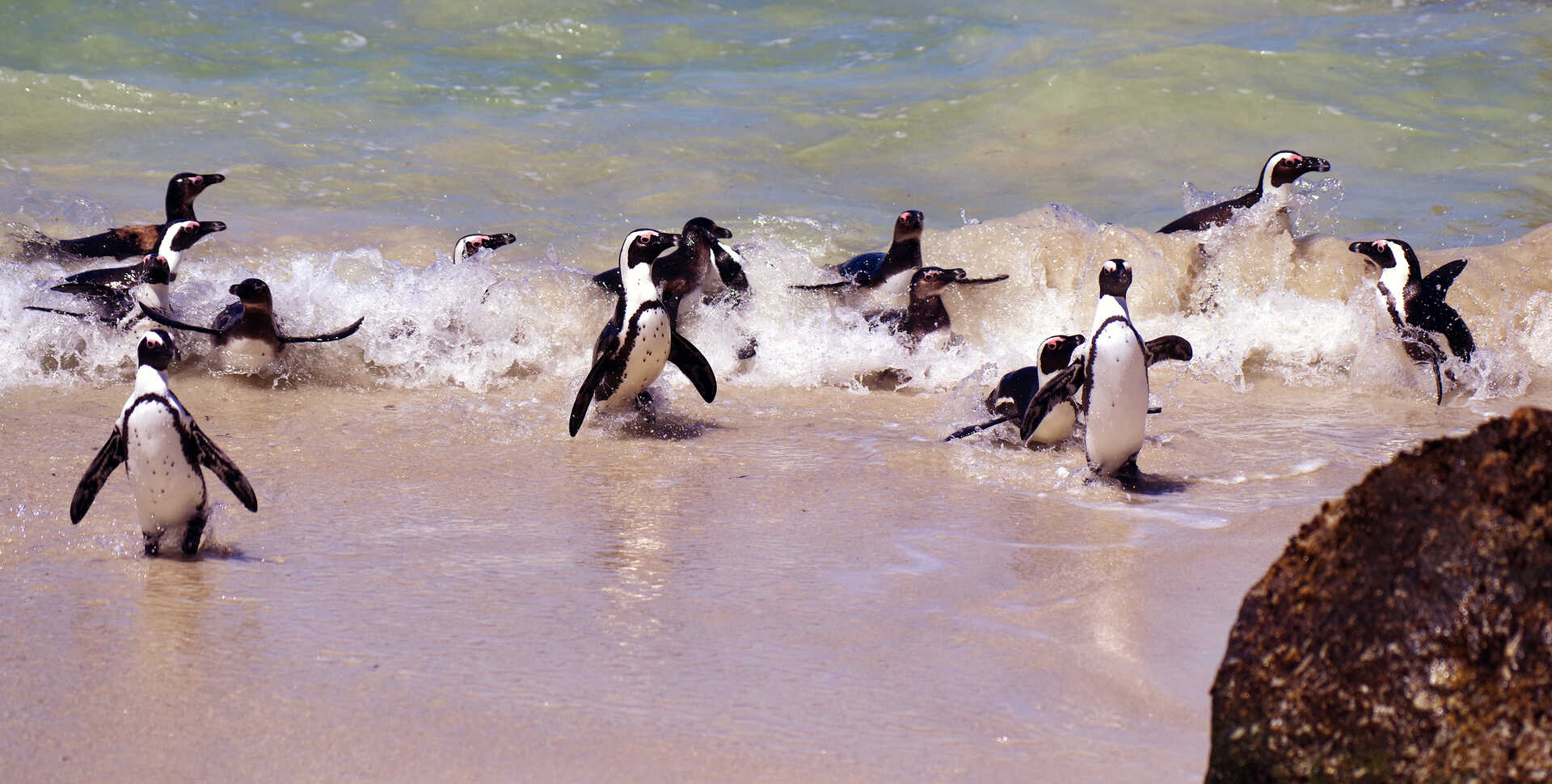 A group of African penguins splash in the surf at a Cape Town beach
