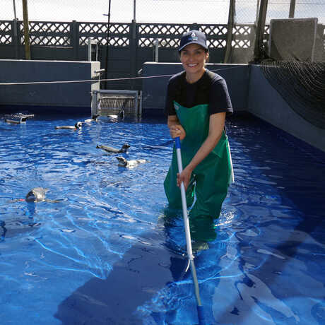Academy Biologist Kelsey Paulling scrubs a pool used by penguins at SANCCOB in South Africa