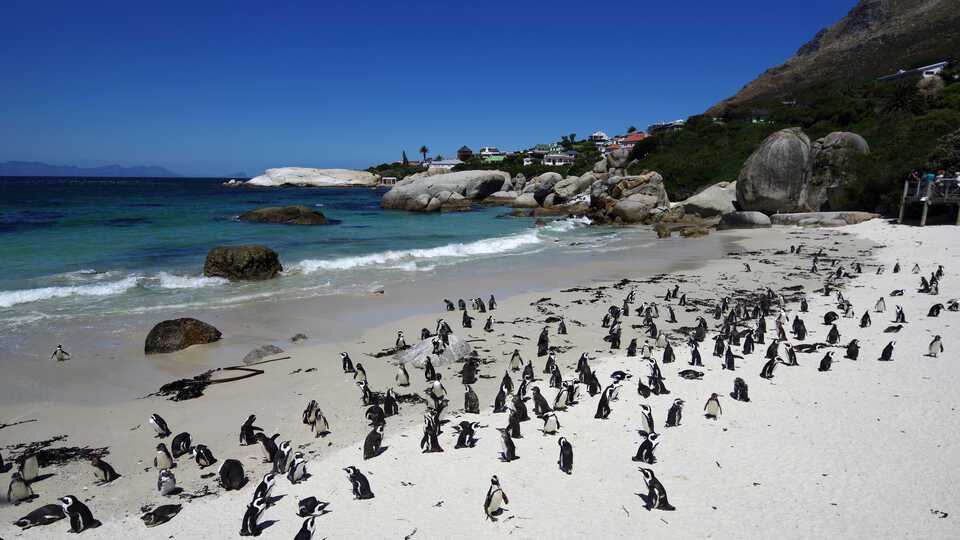 African penguins on the sand at Boulders Beach in Cape Town, South Africa, with houses on a hillside in the background