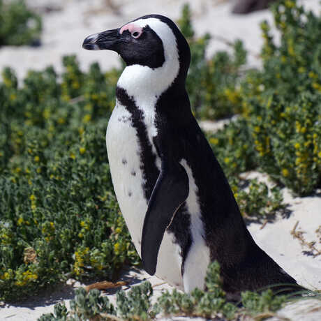 Wild African penguin stands on the beach in Cape Town, South Africa