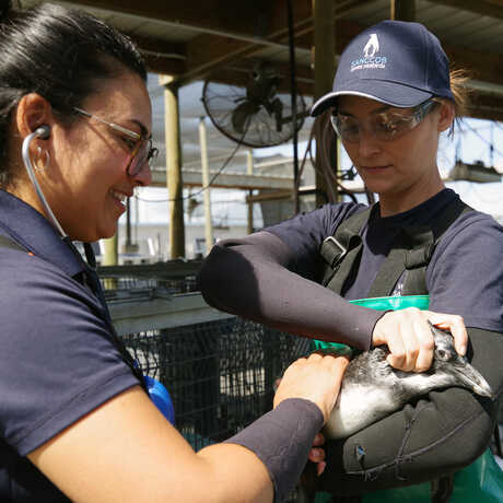 Academy Biologist Kelsey Paulling helps SANCCOB Rehabilitator Jade Sookjoo during a penguin health exam.